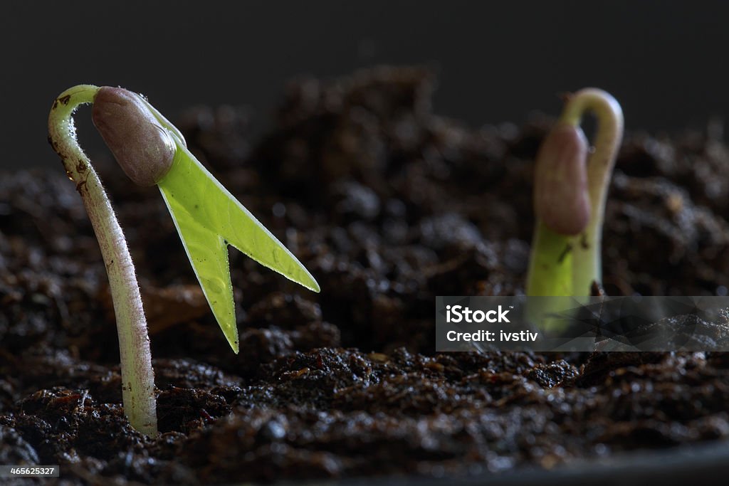 Sprouting Seed Sprouted Mung bean Seed - macro Germinating Stock Photo
