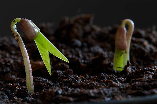 Sprouting Seed stock photo
