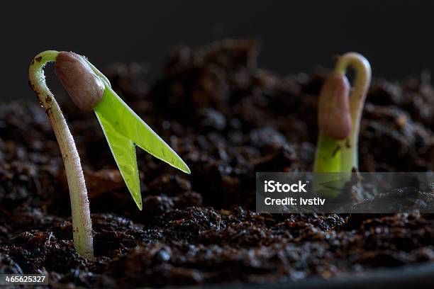 Sprouting Seed Stock Photo - Download Image Now - Germinating, Soybean, Seed