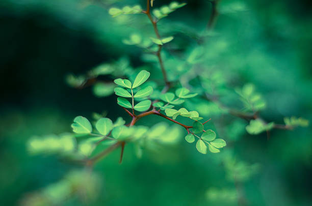 istock green leaves and twigs in abstract nature 465625511