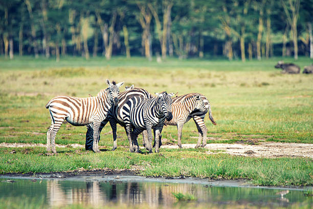 istock Herd of zebras 465625718