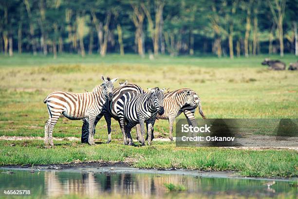 Herd Of Zebras Stock Photo - Download Image Now - 2015, Africa, Animal