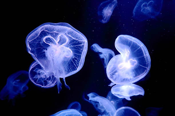 Jellyfish swimming and glowing underwater