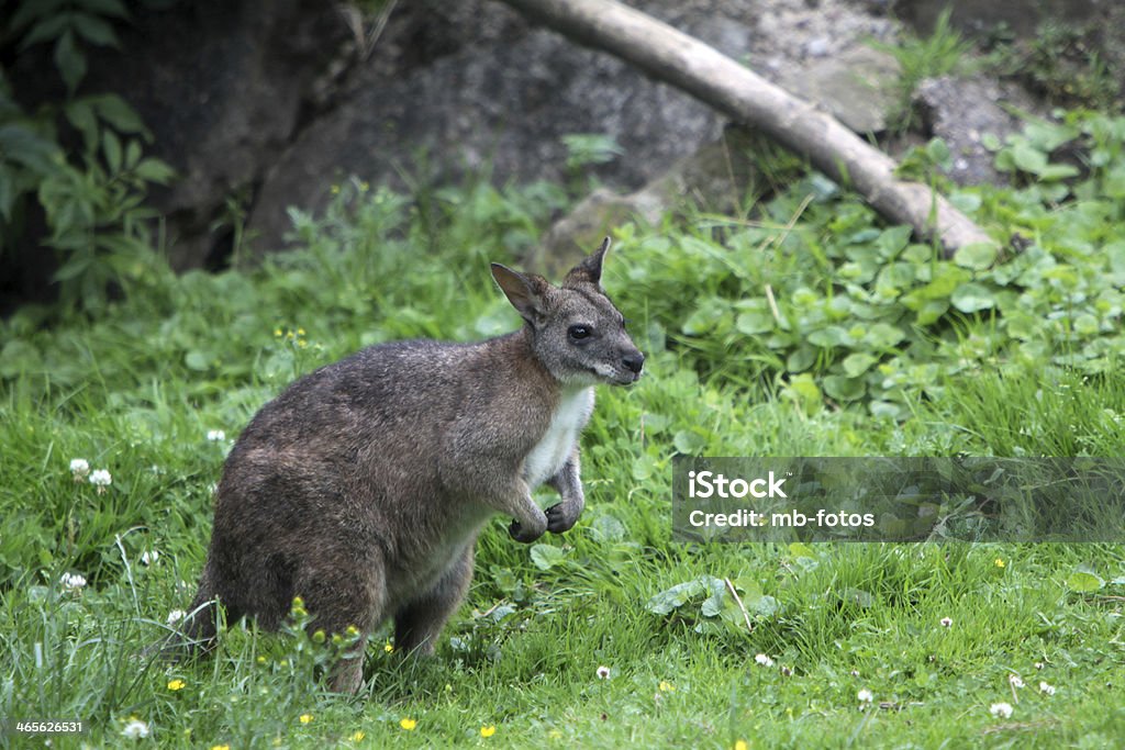 wallaby de Parma - Photo de Australie libre de droits