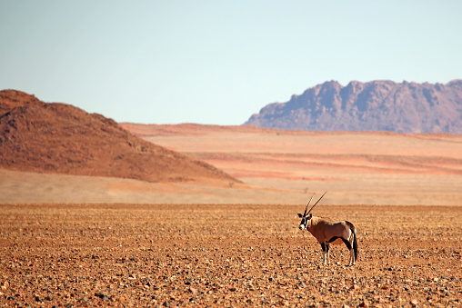 Oryx (gemsbok) standing in a desert in Namibia.