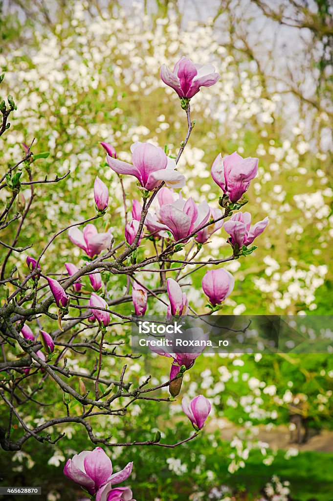 Magnolia flowers Blossoming of magnolia flowers in spring time, retro vintage hipster image 2015 Stock Photo