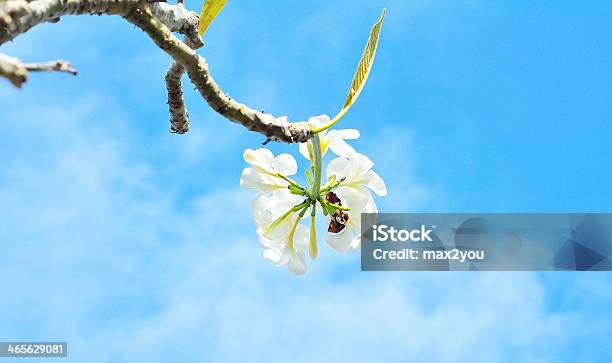 White Plumaria Stock Photo - Download Image Now - Bali, Bouquet, Climate