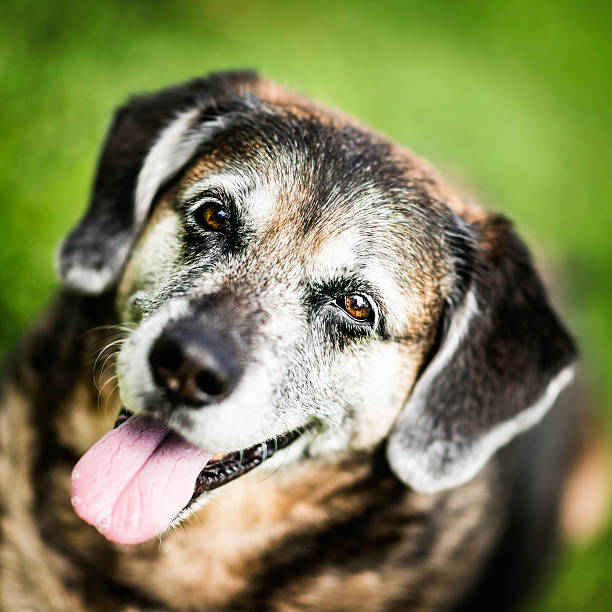 istock Mature Dog Sitting Patiently 465629153