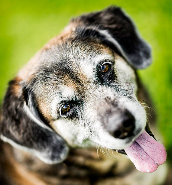 istock Mature Dog Sitting Patiently 465629167