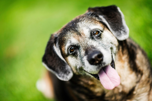 11 year old mixed breed dog resting peacefully in grass