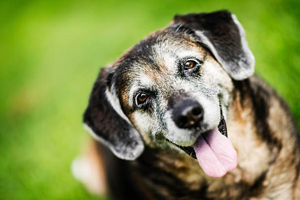 Mature Dog Resting Peacefully in Grass 11 year old mixed breed dog resting peacefully in grass senior dog stock pictures, royalty-free photos & images