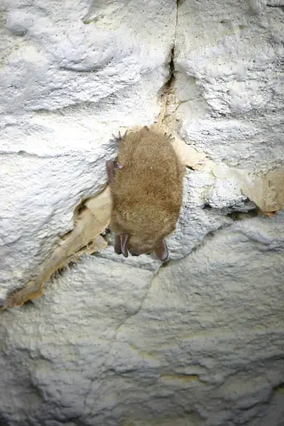 One of several Eastern Pipistrelle bats hanging out in InnerSpace Cavern In Georgetown, TX