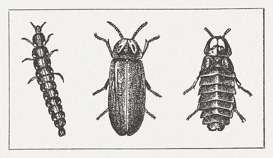 Glowworm (Lampyris noctiluca, left: grub, middle: male, right: female). Woodcut engraving from my archive, published in 1865.