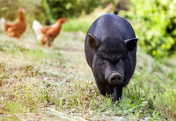 Photo of Small black pig on a farm