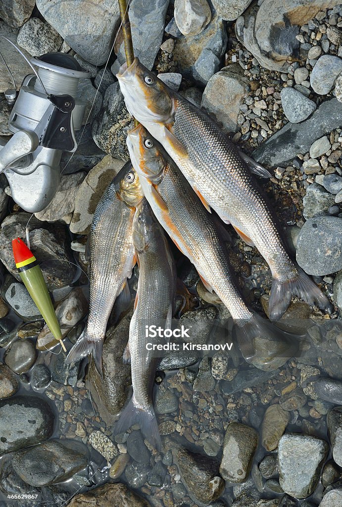 물고기잡이 - 로열티 프리 강 스톡 사진