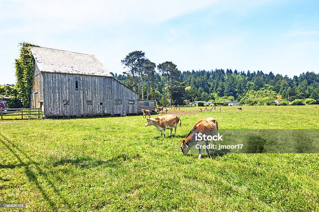 Sunny farm field with cows grazing by wooden shed. This barn in Northern California is classic with their cows in the pasture grazing. Ferndale - California Stock Photo