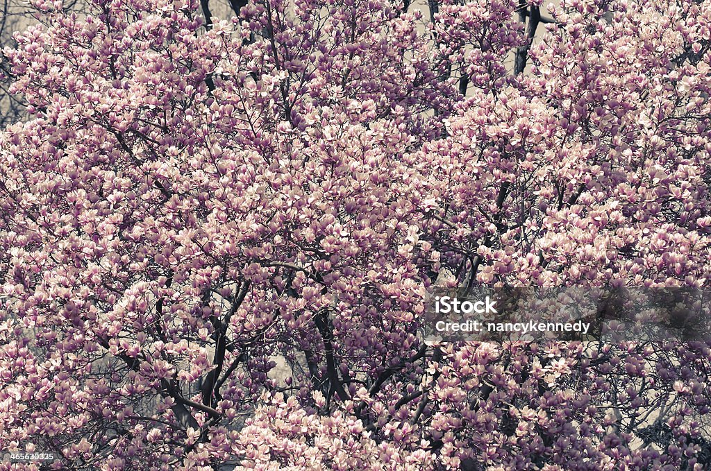 Magnolia - Foto de stock de Cabeça da flor royalty-free