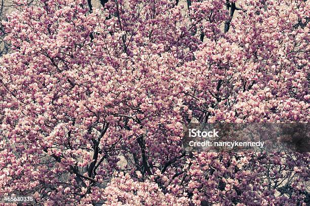 Foto de Magnolia e mais fotos de stock de Cabeça da flor - Cabeça da flor, Flor, Fotografia - Imagem