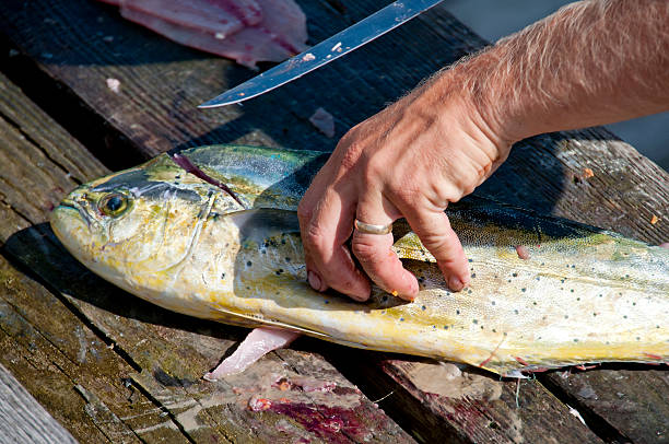 Dolfinfish A dolphinfish also known as a Mahi Mahi as it is being fileted by a commercial fisherman lampuga stock pictures, royalty-free photos & images