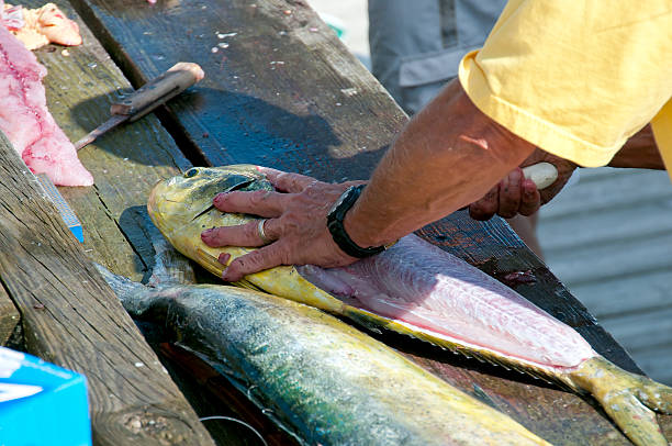 dolfinfish - coryphaena fotografías e imágenes de stock