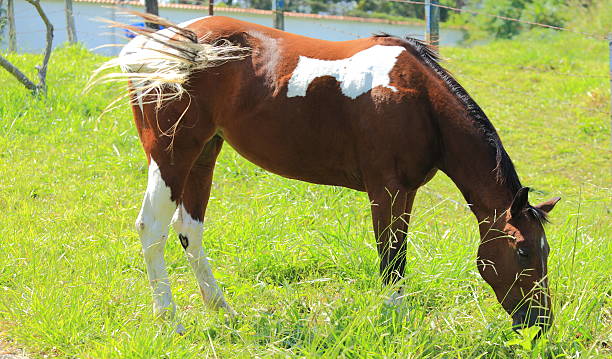 istock Arab Horse Eating Pasture 465631335