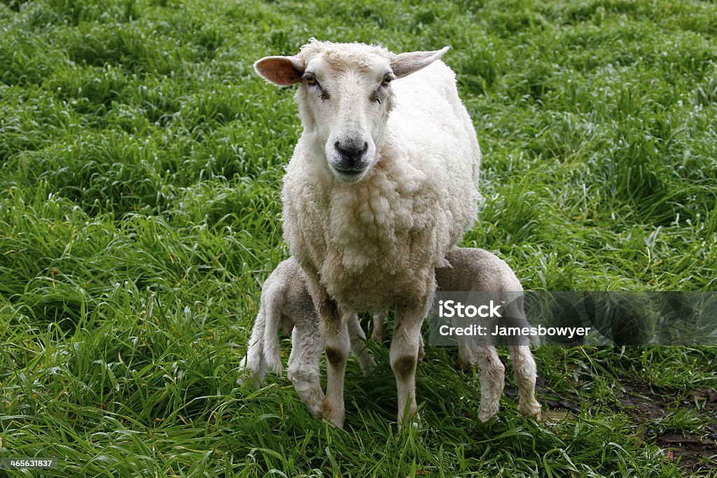 Ovelha com os jovens - Foto de stock de Agricultura royalty-free