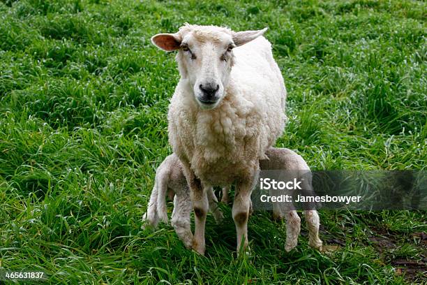 Foto de Ovelha Com Os Jovens e mais fotos de stock de Agricultura - Agricultura, Alimentar, Animal