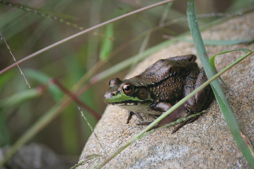 A Green Frog sits on a rock.