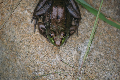 An overview of a Green Frog (Rana clamitans melanota) on a rock displays its back, legs, and eyes to the camera.