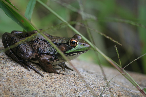 A Green Frog sits on a rock.