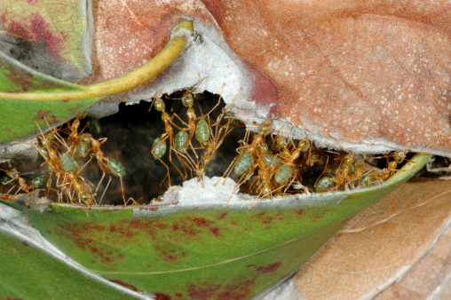 Australian Weaver Ants (Oecophylla smaragdina) sewing leaves together to repair their nest at Chillagoe, Queensland, Australia