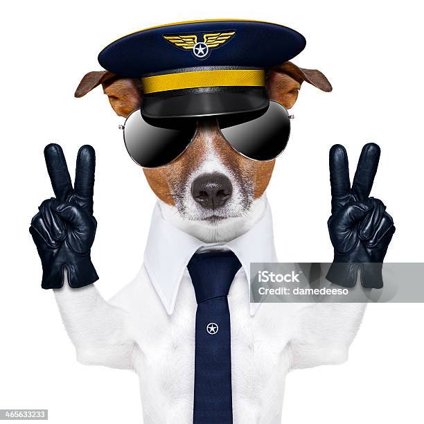 Foto de Piloto De Cachorro e mais fotos de stock de Avião - Avião, Jaqueta, Resgate