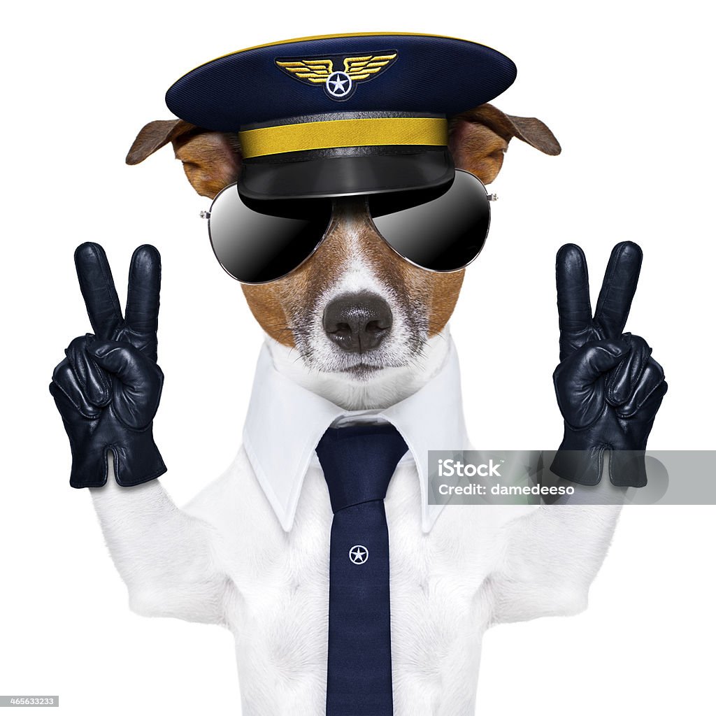 Пилотное исследование собака - Стоковые фото Жакет роялти-фри