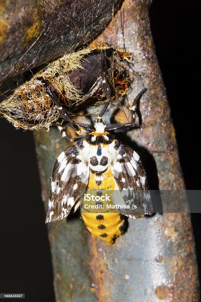 Hairy pupa and baby moth Baby butterfly from chrysalis (Lymantria atemeles Collenette) Animal Stock Photo