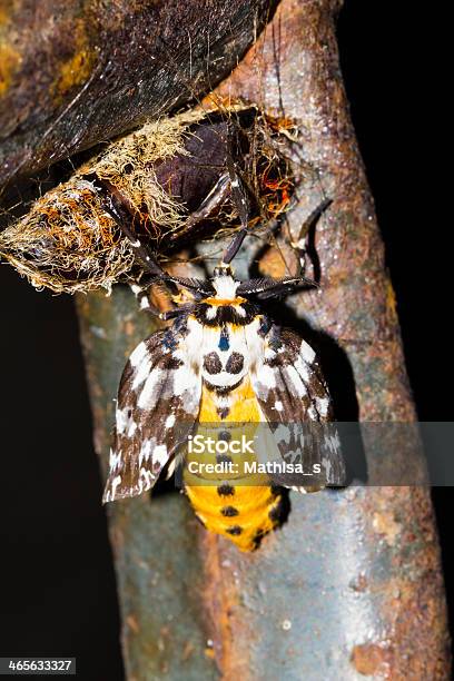 Hairy Pupa And Baby Moth Stock Photo - Download Image Now - Animal, Animal Hair, Animal Wildlife