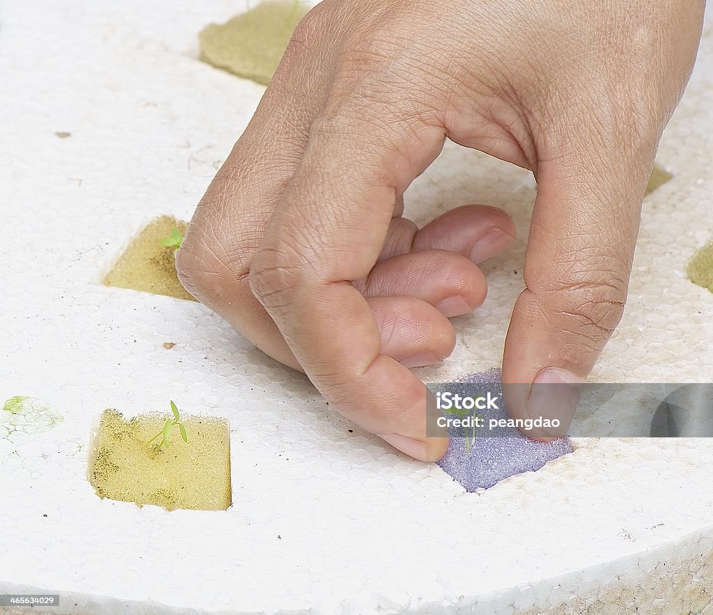 Wachstum - Lizenzfrei Hydrokultur Stock-Foto