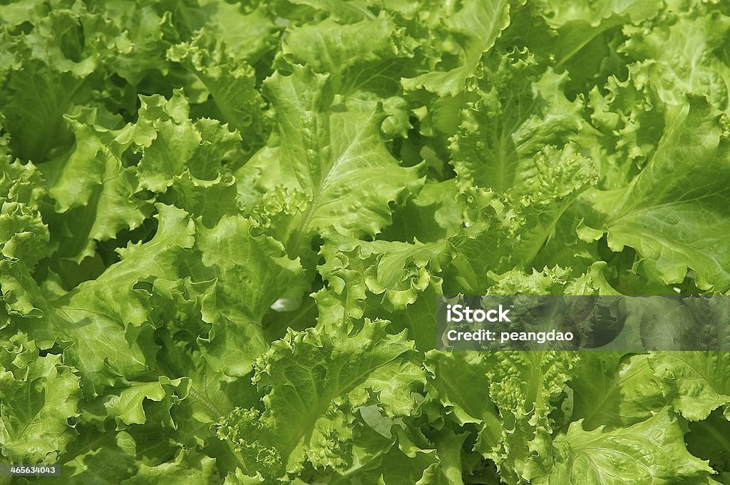 Hidropónica vegetal - Foto de stock de Laboratorio libre de derechos