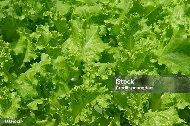 Hidropónica Vegetal Foto de stock y más banco de imágenes de Laboratorio - Laboratorio, Lechuga, Agricultura