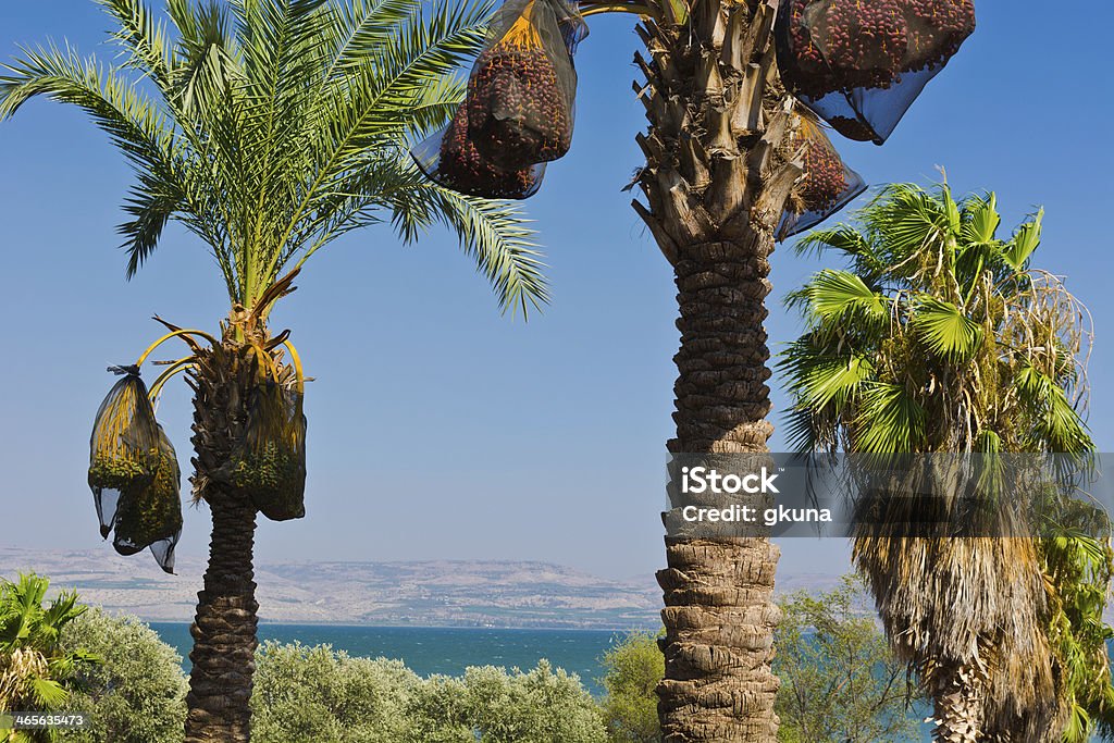 Date Palms - Photo de Agriculture libre de droits