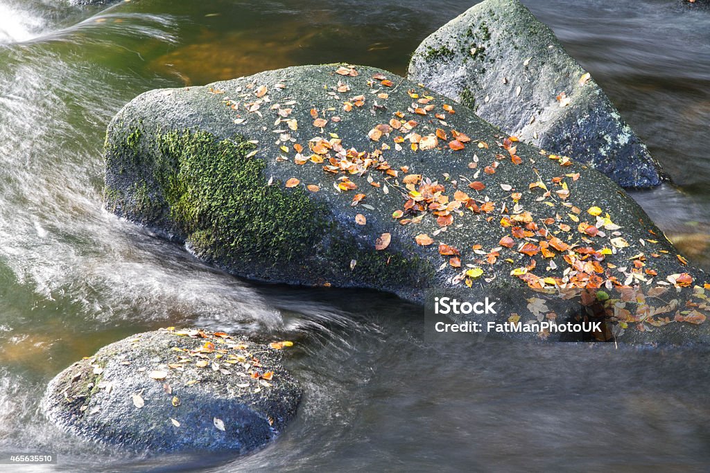 Autumn fall brown leaves on boulder in stream. Fallen leaves on a small boulder, mid-stream. England, United Kingdom. 2015 Stock Photo Autumn fall brown leaves on boulder in stream. Fallen leaves on a small boulder, mid-stream. England, United Kingdom. 2015 Stock Photo