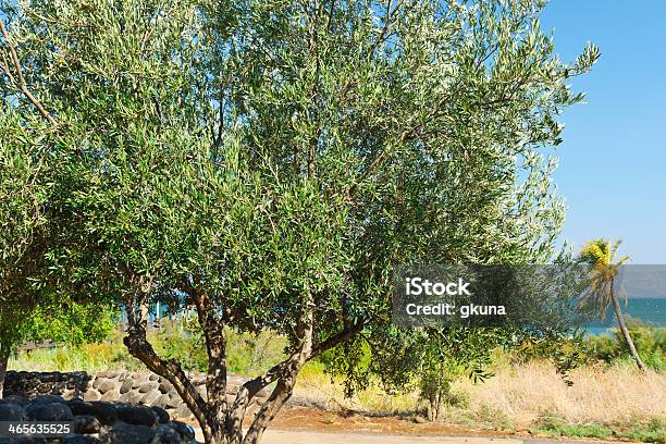 Olivo Tree Foto de stock y más banco de imágenes de Agricultura - Agricultura, Agua, Aire libre
