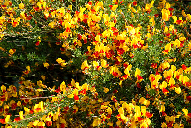 Blotched Monkey flower blooming along the Fife Coastal Path