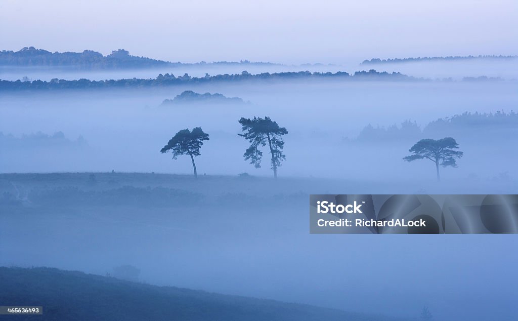 Early Morning Mist In Valley New Forest An etherial, magical light, reveals early morning mist hanging in a valley in the New Forest National Park Dawn Stock Photo