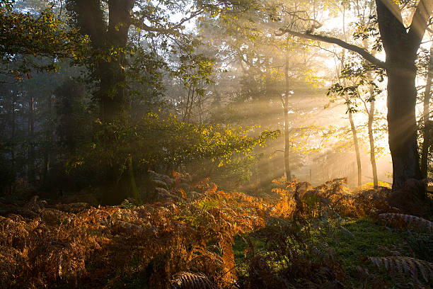 Sunbeams Through Early Morning Mist Sunbeams penetrate the early morning mist in the New Forest National Park new forest stock pictures, royalty-free photos & images