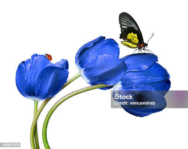 Tulpen Frisch Aussehen Blue Stockfoto und mehr Bilder von Baumblüte - Baumblüte, Blau, Blume