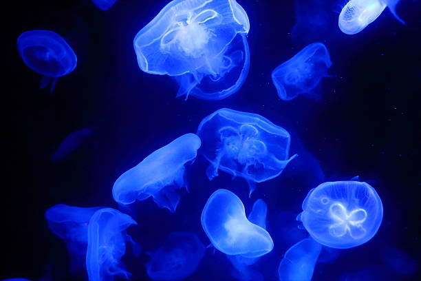istock Jellyfish swimming and glowing 465637643