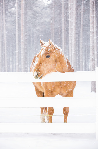 Palomino Quarter Horse standing by the white rail fence during a winter snow storm. Tall pine trees in the background and snow falling all around.