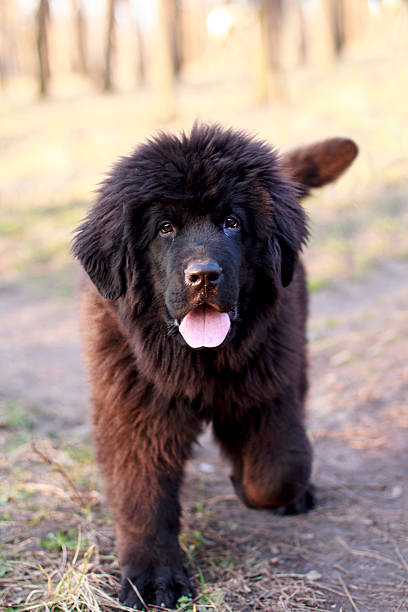 Newfoundland puppy Newfoundland puppy in forest. newfoundland dog stock pictures, royalty-free photos & images