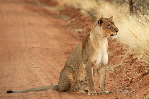 Lion family lying in the yellow grass - Etosha National Park, Namibia