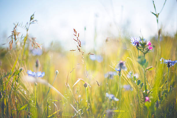 Cornflower [Centaurea cyanus] in summer on grainfield Cornflower  meadow stock pictures, royalty-free photos & images